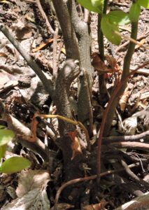Itea virginica ′Sprich′ [sold as Little Henry™] - Stems