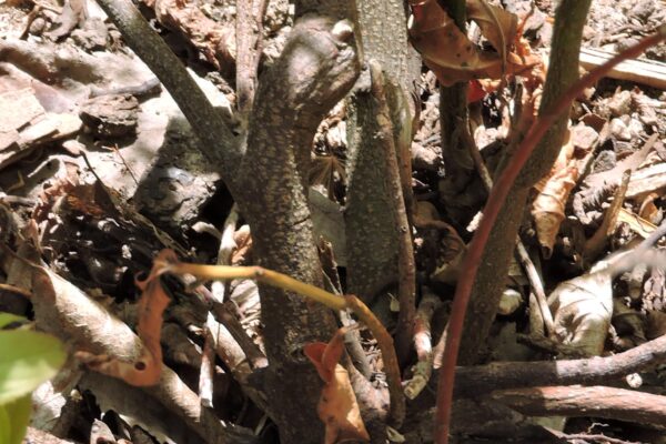 Itea virginica ′Sprich′ [sold as Little Henry™] - Stems