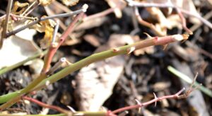 Rosa × ′Scrivjean′ [sold as Oso Easy Honey Bun®] - Winter Stem and Thorns