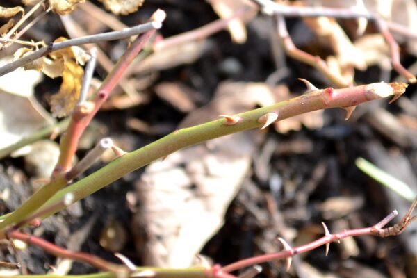 Rosa × ′Scrivjean′ [sold as Oso Easy Honey Bun®] - Winter Stem and Thorns