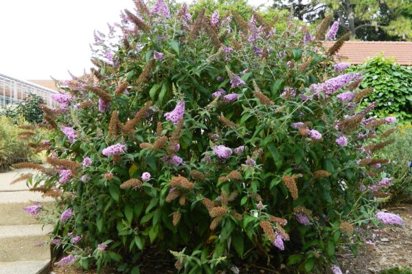 Buddleia davidii ′Peakeep′ [sold as Peacock™] - Late Summer Habit