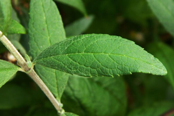 Buddleia davidii ′Peakeep′ [sold as Peacock™] - Leaf