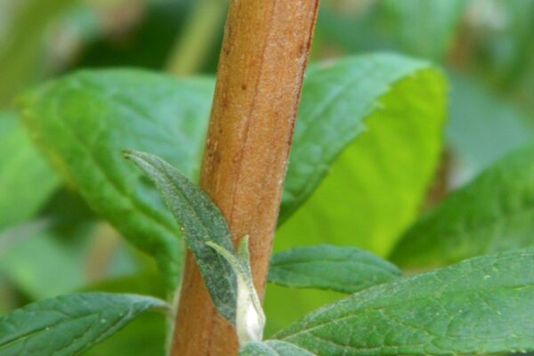 Buddleia davidii ′Peakeep′ [sold as Peacock™] - Stem