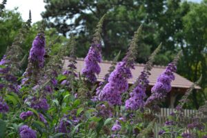 Buddleia davidii ′Peakeep′ [sold as Peacock™] - Flowers