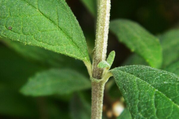 Buddleia davidii ′Peakeep′ [sold as Peacock™] - Stem & Bud