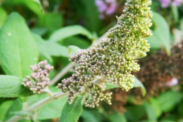 Buddleia davidii ′Peakeep′ [sold as Peacock™] - Blossom