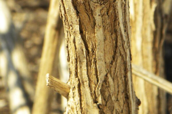 Buddleia davidii ′Peakeep′ [sold as Peacock™] - Bark