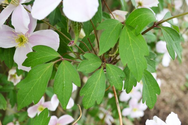 Clematis montana ′Mayleen′ - Foliage