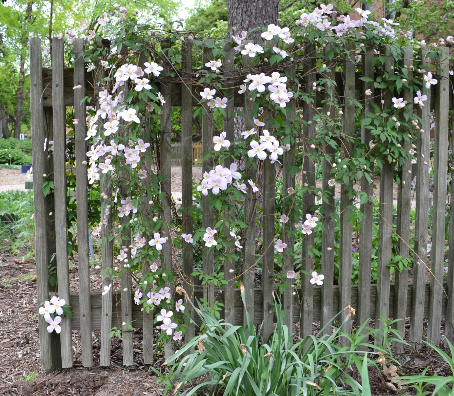 Clematis montana 'Mayleen'  Purdue Arboretum Explorer