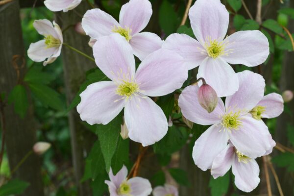 Clematis montana ′Mayleen′ - Flowers