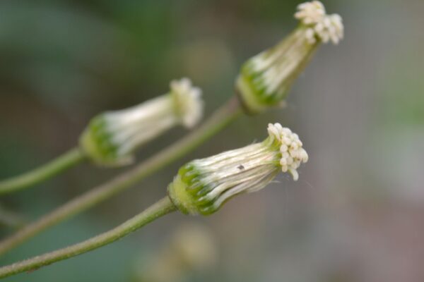 Clematis montana ′Mayleen′ - Developing Fruit