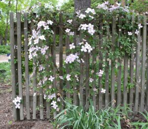 Clematis montana ′Mayleen′ - Vine Habit
