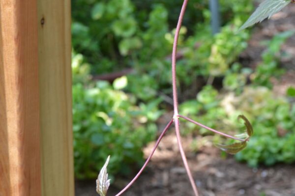 Clematis montana ′Mayleen′ - Young Stem