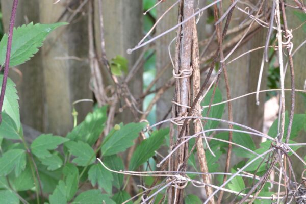 Clematis montana ′Mayleen′ - Mature Stems