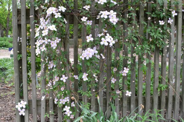 Clematis montana ′Mayleen′ - Vine Habit