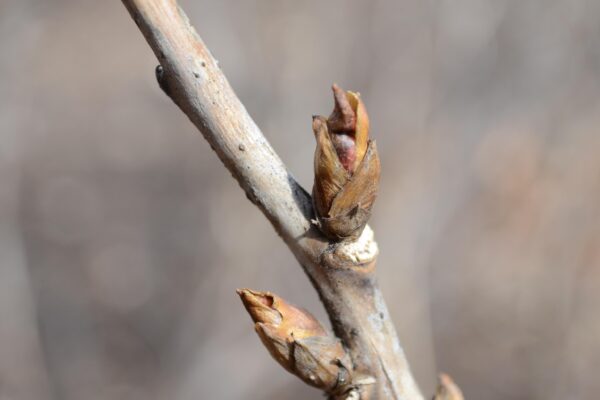 Paeonia suffruticosa ′Renkaku′ - Buds