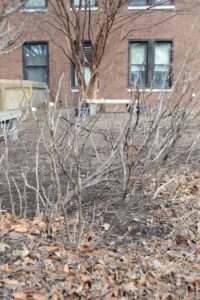 Paeonia suffruticosa ′Renkaku′ - Winter Habit