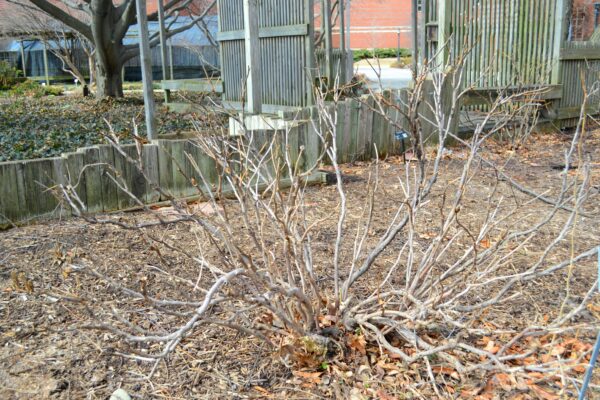 Paeonia suffruticosa ′Godaishu′ - Winter Habit