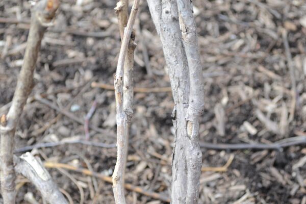 Paeonia suffruticosa ′Godaishu′ - Bark
