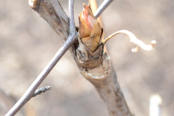 Paeonia suffruticosa ′Godaishu′ - Buds