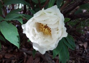 Paeonia suffruticosa ′Godaishu′ - Flower