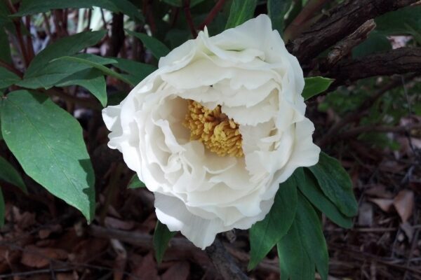 Paeonia suffruticosa ′Godaishu′ - Flower