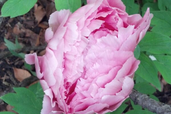 Paeonia suffruticosa ′Hana-kisoi′ [sold as Floral Rivalry™] - Opening Flower Bud