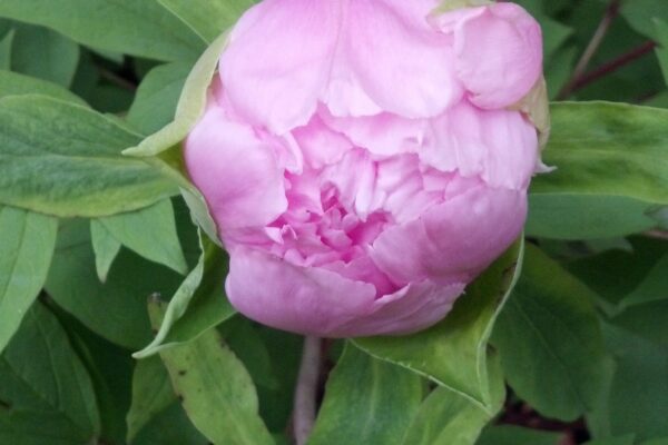 Paeonia suffruticosa ′Hana-kisoi′ [sold as Floral Rivalry™] - Flower Buds