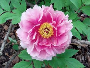 Paeonia suffruticosa ′Hana-kisoi′ [sold as Floral Rivalry™] - Flower