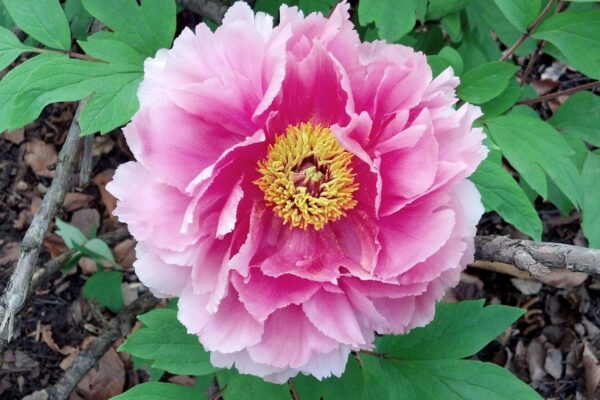 Paeonia suffruticosa ′Hana-kisoi′ [sold as Floral Rivalry™] - Flower
