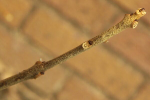 Clerodendrum trichotomum - Buds