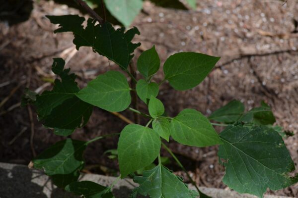 Clerodendrum trichotomum - Foliage