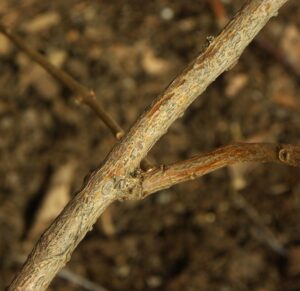 Clerodendrum trichotomum - Bark