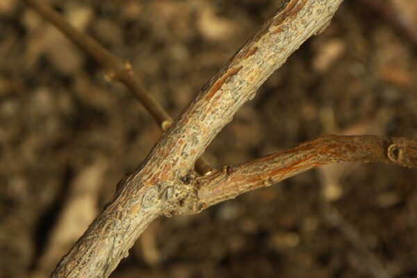 Clerodendrum trichotomum - Bark