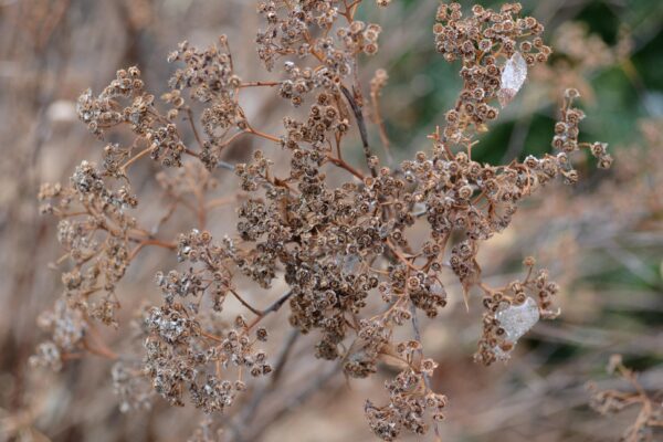 Spiraea japonica ′Genpei′ - Remnant Flowers