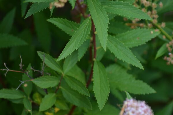 Spiraea japonica ′Genpei′ - Foliage