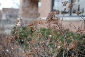 Spiraea japonica ′Genpei′ - Remnant Flowers