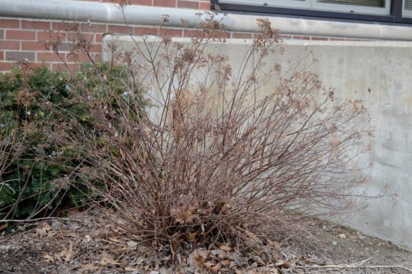 Spiraea japonica ′Genpei′ - Winter Habit