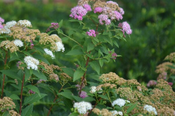 Spiraea japonica ′Genpei′ - Young and Old Flowers