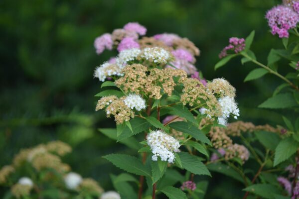 Spiraea japonica ′Genpei′ - Young and Old Flowers and Buds