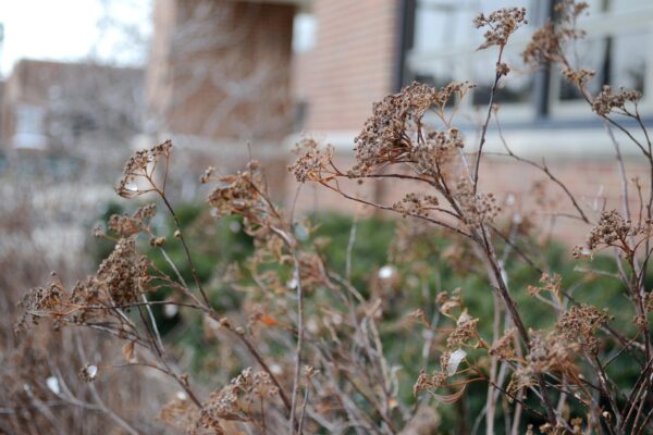 Spiraea japonica ′Genpei′ - Remnant Flowers