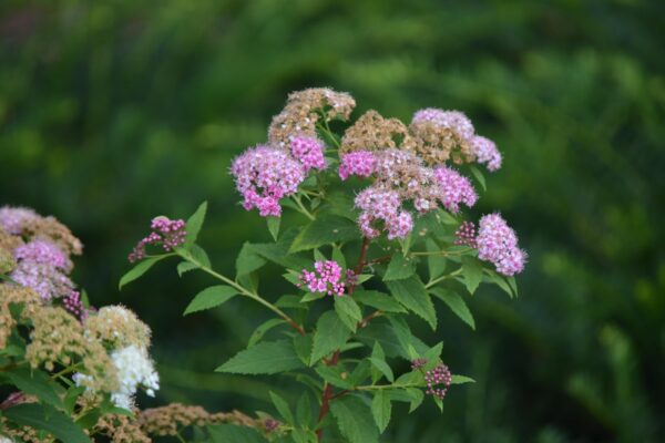 Spiraea japonica ′Genpei′ - Young and Old Flowers and Buds