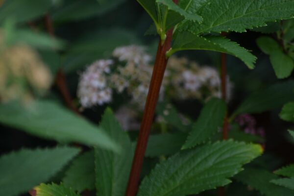 Spiraea japonica ′Genpei′ - Stem