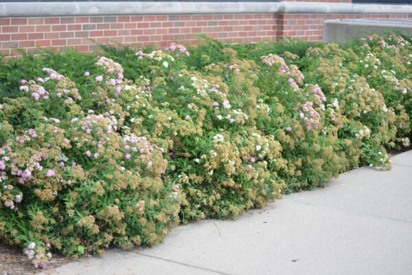 Spiraea japonica ′Genpei′ - Summer Habit