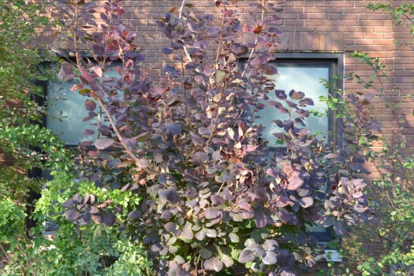 Cotinus coggygria ′Purpureus′ - Fall Color