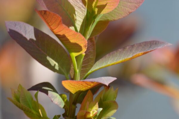 Cotinus coggygria ′Purpureus′ - Emerging Foilage