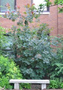 Cotinus coggygria ′Purpureus′ - Habit