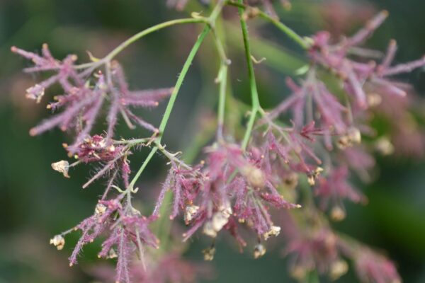 Cotinus coggygria ′Purpureus′ - Mature Flower