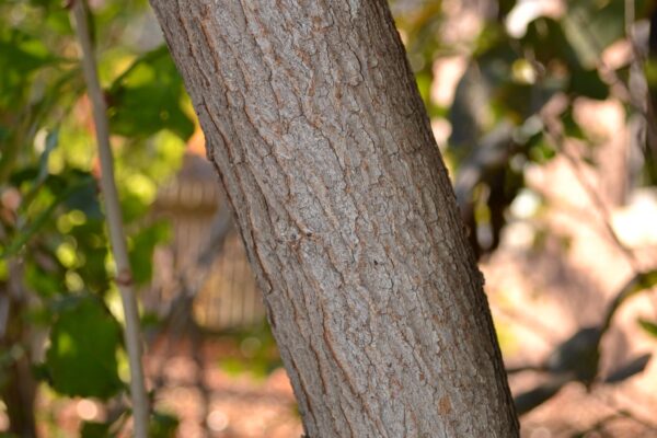 Cotinus coggygria ′Purpureus′ - Bark