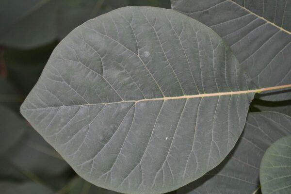 Cotinus coggygria ′Purpureus′ - Summer Leaf
